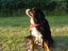 Berner Sennenhund Foto: Meine süsse Maus (ID 18334) Berner Sennenhund Hund