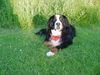 Berner Sennenhund Foto: Ondra (ID 18330) Berner Sennenhund Hund