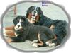Berner Sennenhund Foto: brotherlove (ID 10374) Berner Sennenhund Hund