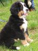Berner Sennenhund Foto (ID 17824) Berner Sennenhund Hund