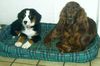 Berner Sennenhund Foto: Sally (li.)15Wochen Betty 4 Jahre (ID 18315) Berner Sennenhund Hund