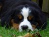 Berner Sennenhund Foto: Cleo........9 Wochen alt (ID 34247) Berner Sennenhund Hund