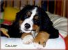 Berner Sennenhund Foto: Connor-Jamie.......9 Wochen alt (ID 34248) Berner Sennenhund Hund