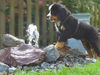 Berner Sennenhund Foto: Connor-Jamie.......9 Wochen alt (ID 34249) Berner Sennenhund Hund