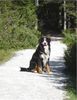 Berner Sennenhund Foto: Henry v. Dünner Wiesengrund (ID 35003) Berner Sennenhund Hund