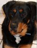 Berner Sennenhund Foto: bernweiler (roti-bernermix) (ID 23429) Berner Sennenhund Hund