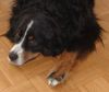 Berner Sennenhund Foto: Kurz vor ihrem Tod (ID 11935) Berner Sennenhund Hund