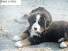 Berner Sennenhund Foto: allevamento bovaro del bernese Trentino Alto Adige IT (ID 26974) Berner Sennenhund Hund