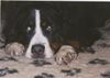 Berner Sennenhund Foto: Fanny,8 Jahre (ID 9761) Berner Sennenhund Hund