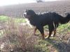 Berner Sennenhund Foto: Fanny (ID 30983) Berner Sennenhund Hund