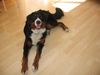 Berner Sennenhund Foto: Fanny (ID 25704) Berner Sennenhund Hund