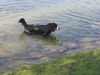 Berner Sennenhund Foto: Fanny und das Wasser2 (ID 30985) Berner Sennenhund Hund