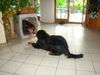 Berner Sennenhund Foto: Hey!!!!Das ist meine Box!!!!!!!!! (ID 42123) Berner Sennenhund Hund