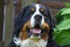 Berner Sennenhund Foto: Connor-Jamie......11 Monate alt (ID 38665) Berner Sennenhund Hund