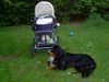 Berner Sennenhund Foto: Balou unser Wachhund (ID 12455) Berner Sennenhund Hund