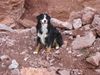 Berner Sennenhund Foto: Urlaub (ID 35001) Berner Sennenhund Hund