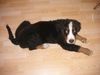 Berner Sennenhund Foto: podolsky mit ca 17 wochen (ID 23723) Berner Sennenhund Hund