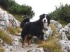 Berner Sennenhund Foto: In den Bergen (ID 35002) Berner Sennenhund Hund