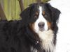 Berner Sennenhund Foto: wer kann mir widerstehen...(Henry v. Dünner Wiesengrund) (ID 30547) Berner Sennenhund Hund