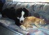 Berner Sennenhund Foto: Eine tierische Liebe (ID 5835) Berner Sennenhund Hund
