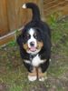 Berner Sennenhund Foto (ID 17828) Berner Sennenhund Hund