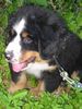 Berner Sennenhund Foto (ID 17829) Berner Sennenhund Hund