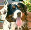 Berner Sennenhund Foto: Potterjoe (ID 9357) Berner Sennenhund Hund