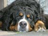 Berner Sennenhund Foto: PotterJoe (3 Jahre) (ID 21209) Berner Sennenhund Hund