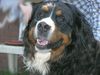 Berner Sennenhund Foto: Joe (ID 21330) Berner Sennenhund Hund