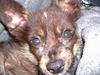 Berner Sennenhund Foto: bernersennen-schäfer-mix . Kleinwüchsig !!! (ID 40690) Berner Sennenhund Hund