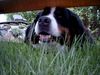 Berner Sennenhund Foto: Fanny,8 Jahre (ID 9762) Berner Sennenhund Hund