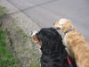 Berner Sennenhund Foto: Fanny+Leila am Feld (ID 30991) Berner Sennenhund Hund