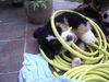 Berner Sennenhund Foto: Louis 10Wochen alt (ID 45361) Berner Sennenhund Hund