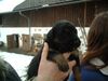 Berner Sennenhund Foto: Mein Kleiner Bernersennen-Bernhardiener Mix mit vier Wochen (ID 10328) Berner Sennenhund Hund