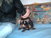 Berner Sennenhund Foto: Mein Kleiner Bernersennen-Bernhardiener Mix mit vier Wochen (ID 10327) Berner Sennenhund Hund
