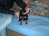 Berner Sennenhund Foto: Mein Kleiner Bernersennen-Bernhardiener Mix mit vier Wochen (ID 10326) Berner Sennenhund Hund