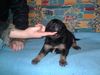 Berner Sennenhund Foto: Mein Kleiner Bernersennen-Bernhardiener Mix mit vier Wochen (ID 10329) Berner Sennenhund Hund