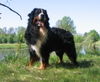 Berner Sennenhund Foto: Mł.Ch.PL.B-Aztek Mocny Akord (ID 40092) Berner Sennenhund Hund