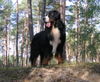 Berner Sennenhund Foto: Mł.Ch.PL.B-Aztek Mocny Akord (ID 40093) Berner Sennenhund Hund