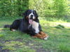 Berner Sennenhund Foto: Mł.Ch.PL.B-Aztek Mocny Akord (ID 40094) Berner Sennenhund Hund