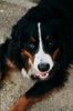 Berner Sennenhund Foto: Makker aus Holland! (ID 4617) Berner Sennenhund Hund