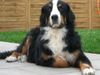 Berner Sennenhund Foto: Max auf cool (ID 5063) Berner Sennenhund Hund