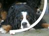 Berner Sennenhund Foto: Max (5 Jahre) (ID 21210) Berner Sennenhund Hund