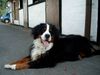 Berner Sennenhund Foto: Max , 3 Jahre (ID 4761) Berner Sennenhund Hund