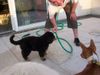 Berner Sennenhund Foto: Man bekommt hier ja sonst nix zu saufen... (ID 33321) Berner Sennenhund Hund