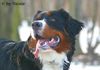 Berner Sennenhund Foto: Prater 15.01.06 (ID 28758) Berner Sennenhund Hund