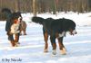 Berner Sennenhund Foto: Prater (ID 28948) Berner Sennenhund Hund