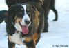 Berner Sennenhund Foto: Prater 15.01.06 (ID 28759) Berner Sennenhund Hund