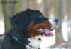 Berner Sennenhund Foto: Prater 15.01.06 (ID 28760) Berner Sennenhund Hund