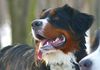 Berner Sennenhund Foto: Prater 15.01.06 (ID 28761) Berner Sennenhund Hund